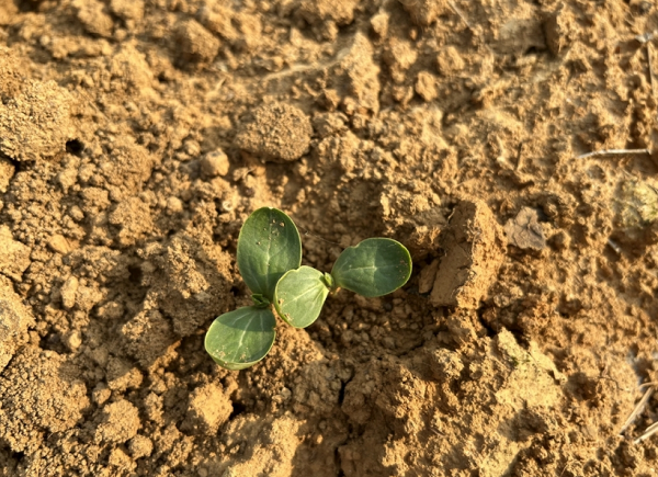 測定土壤碳氮比的意義在于哪里？土壤總有機碳檢測儀的原理