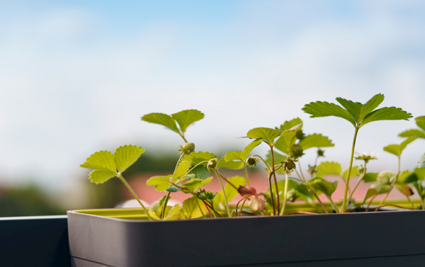 想要選擇高性價(jià)比的土壤養(yǎng)分檢測(cè)儀器？不妨看看這篇解析