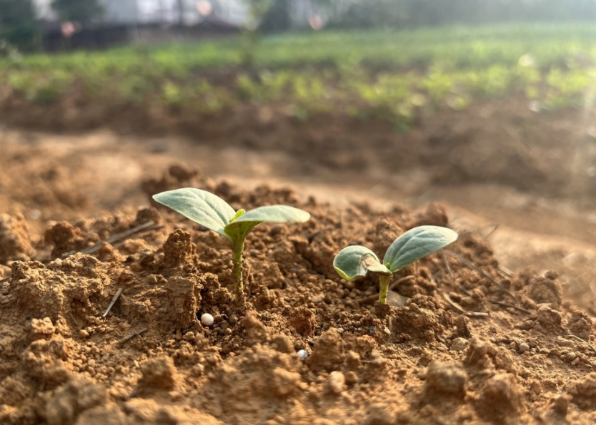 土壤重金屬速測(cè)儀的應(yīng)用領(lǐng)域，土壤重金屬檢測(cè)儀的作用