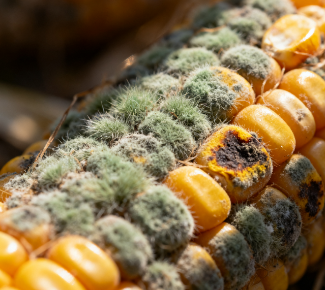 實驗室用真菌毒素檢測儀的工作原理是什么？如何選擇適合自己實驗室的真菌毒素檢測儀？